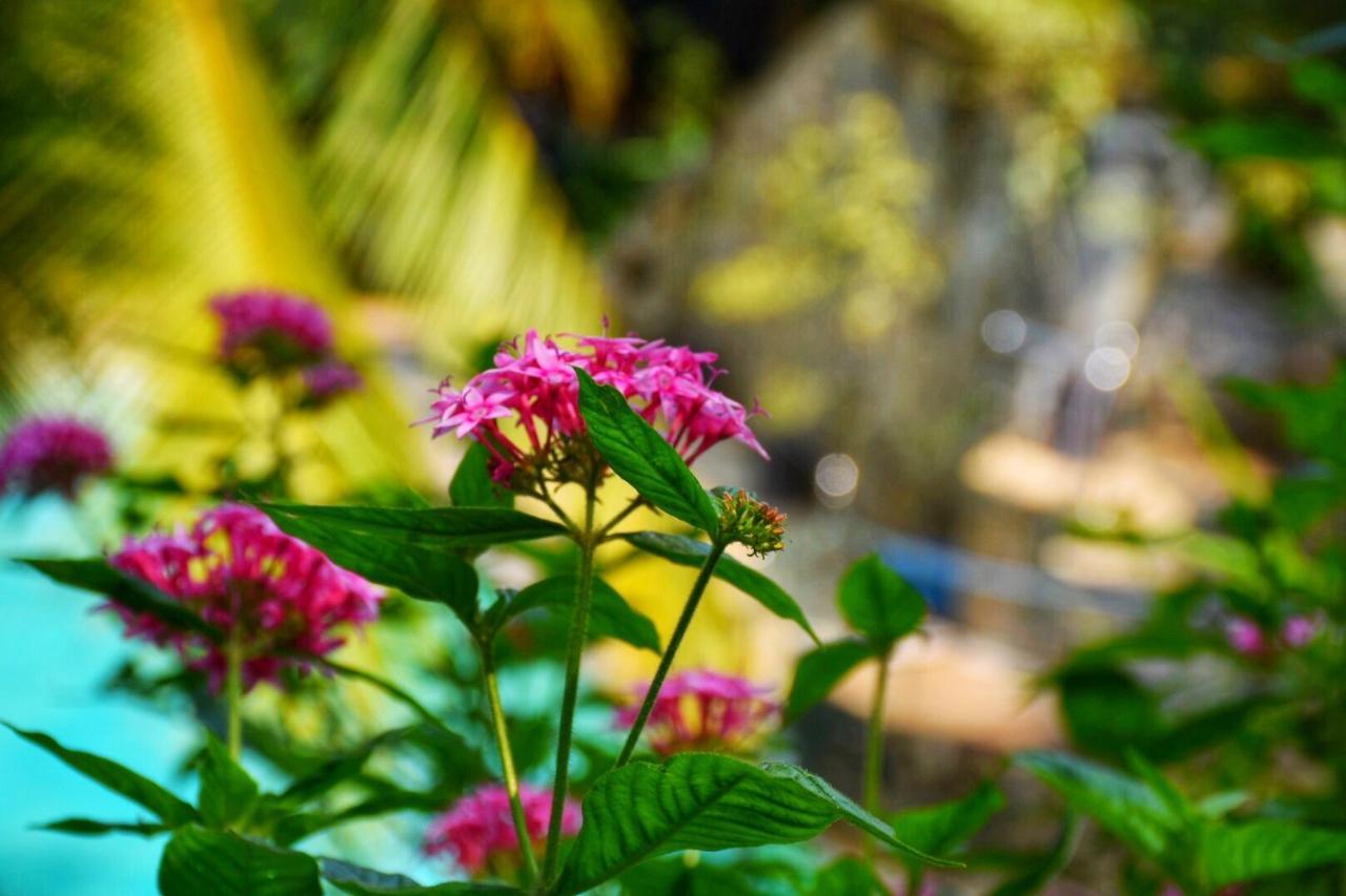 Udf Nature Villa Kandy Dış mekan fotoğraf